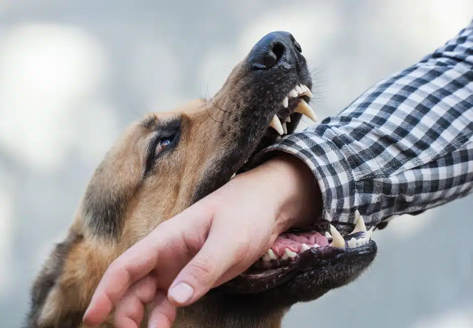dog biting man's arm