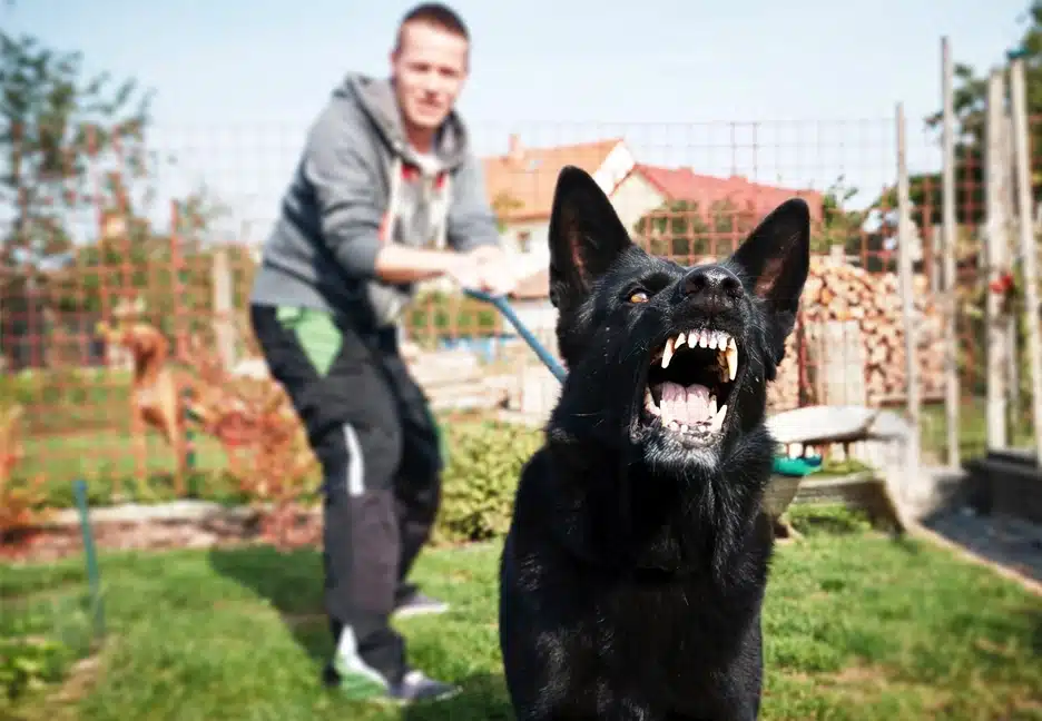 owner holding back angry dog