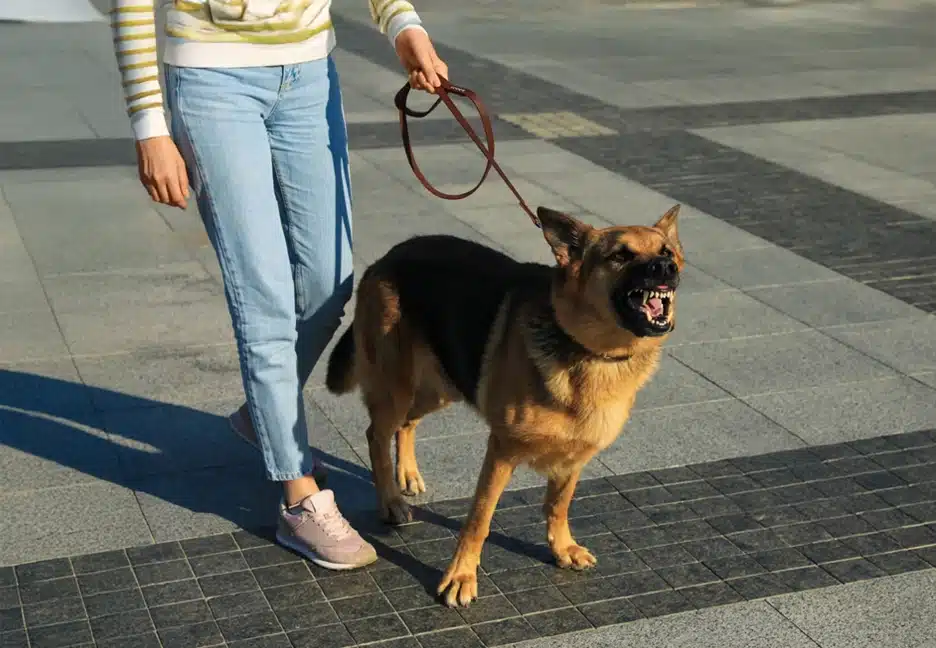 woman walking angry dog